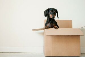 Tips for moving when you have pets in Clark County