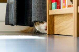 Tips for moving when you have cats in Vancouver, WA
