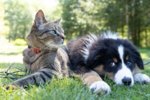 Tips for moving safely with your pets in Vancouver, WA